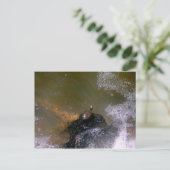 Carte postale Turtle (Debout devant)