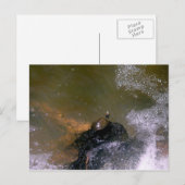 Carte postale Turtle (Devant / Derrière)