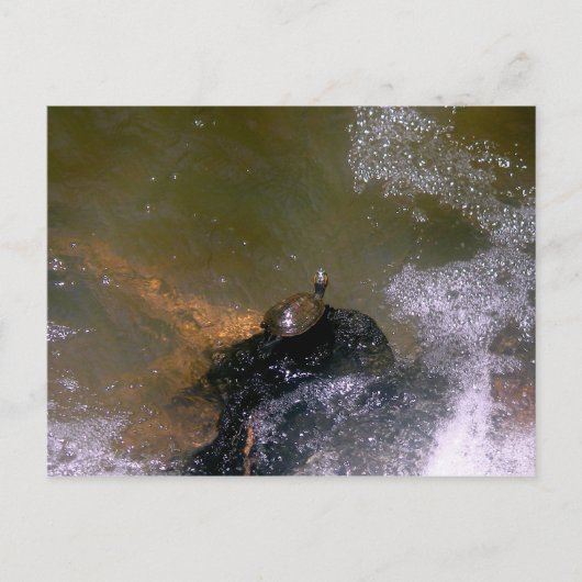 Carte postale Turtle (Devant)
