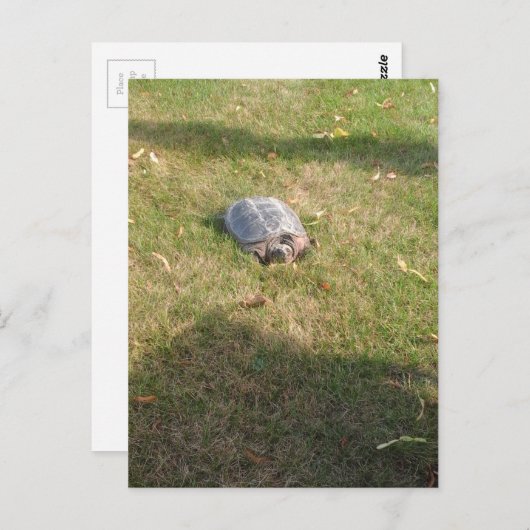 CARTE POSTALE TURTLE (Devant / Derrière)