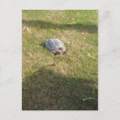 CARTE POSTALE TURTLE (Devant)