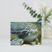 Carte postale Turtle (Debout devant)