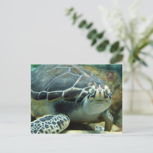 Carte postale Turtle (Debout devant)