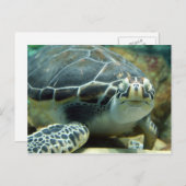 Carte postale Turtle (Devant / Derrière)