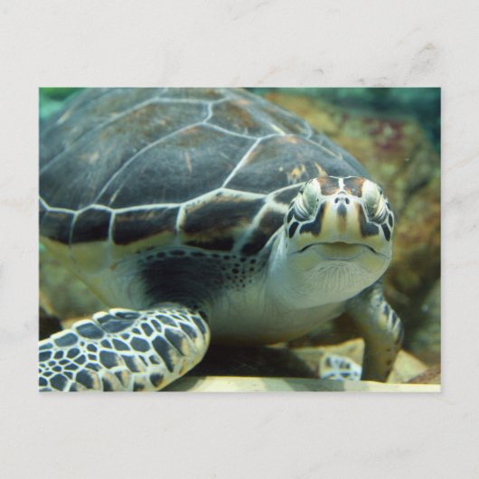 Carte postale Turtle (Devant)