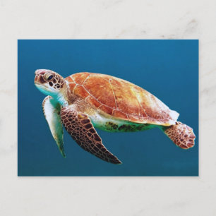 Carte Postale Turtle Blue Water Photo