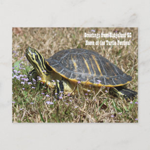 Carte Postale Turtle de Caroline du Sud
