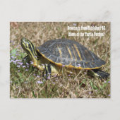 Carte Postale Turtle de Caroline du Sud (Devant)