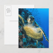 Carte Postale Turtle de la mer verte | Mer rouge (Devant / Derrière)