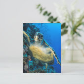 Carte Postale Turtle de la mer verte | Mer rouge (Debout devant)