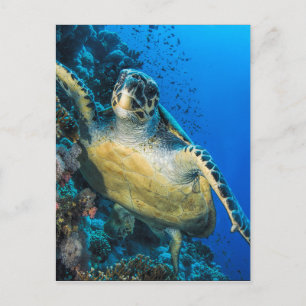 Carte Postale Turtle de la mer verte Mer rouge