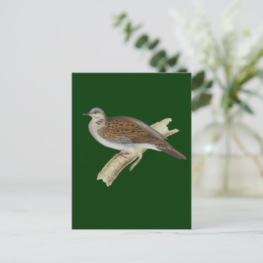 Carte Postale Turtle Dove (Debout devant)