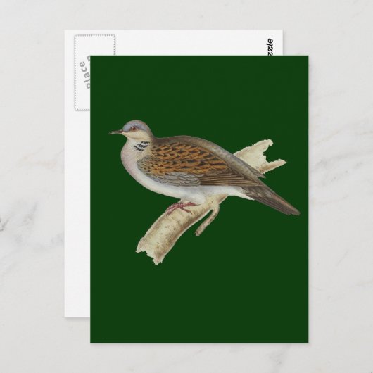 Carte Postale Turtle Dove (Devant / Derrière)