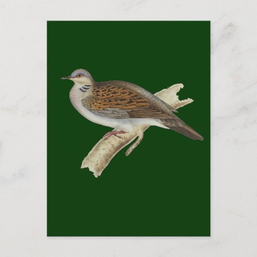Carte Postale Turtle Dove (Devant)