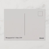 Carte Postale Turtle Friends Phoenix, Az Zoo Postcard (Dos)