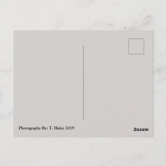 Carte Postale Turtle Friends Phoenix, Az Zoo Postcard (Dos)