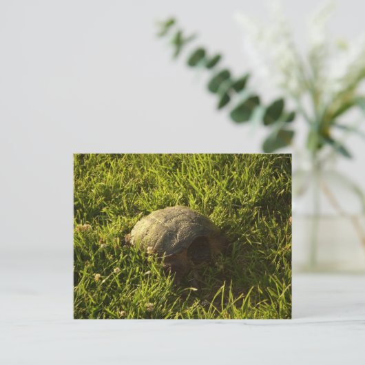Carte Postale Turtle Shy (Debout devant)