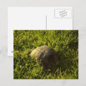 Carte Postale Turtle Shy (Devant / Derrière)