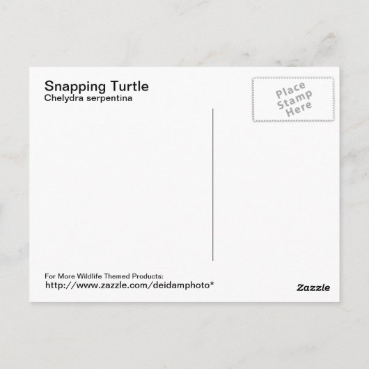 Carte postale Turtle Snapping (Dos)