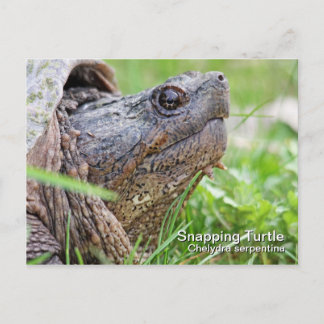 Carte postale Turtle Snapping