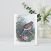 Carte Postale turtledove (Debout devant)