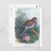 Carte Postale turtledove (Devant / Derrière)