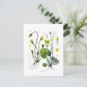 Carte Postale Tussilago farfara (Coltsfoot) (Debout devant)