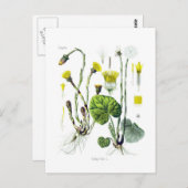 Carte Postale Tussilago farfara (Coltsfoot) (Devant / Derrière)