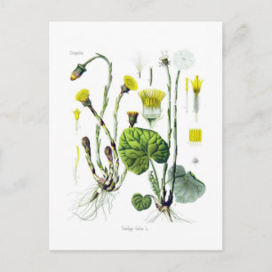 Carte Postale Tussilago farfara (Coltsfoot)