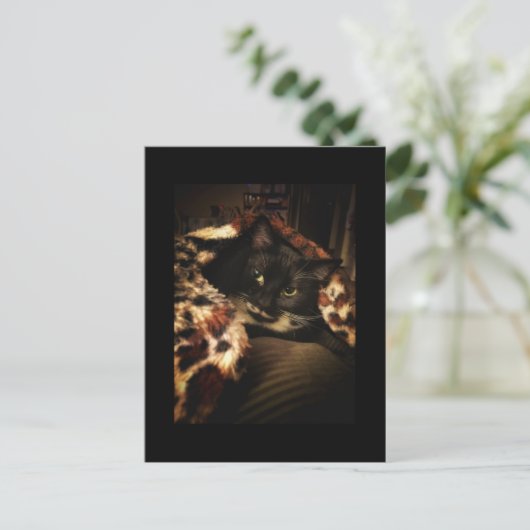 Carte Postale Tuxedo (Debout devant)