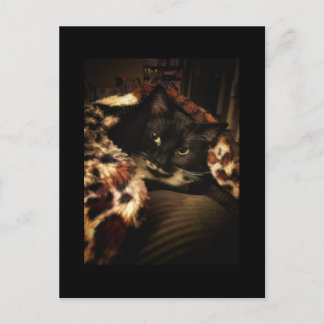 Carte Postale Tuxedo