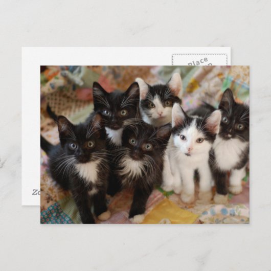 Carte Postale Tuxedo (Devant / Derrière)