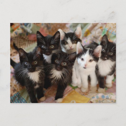 Carte Postale Tuxedo (Devant)