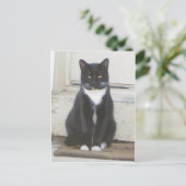 Carte Postale Tuxedo (Debout devant)