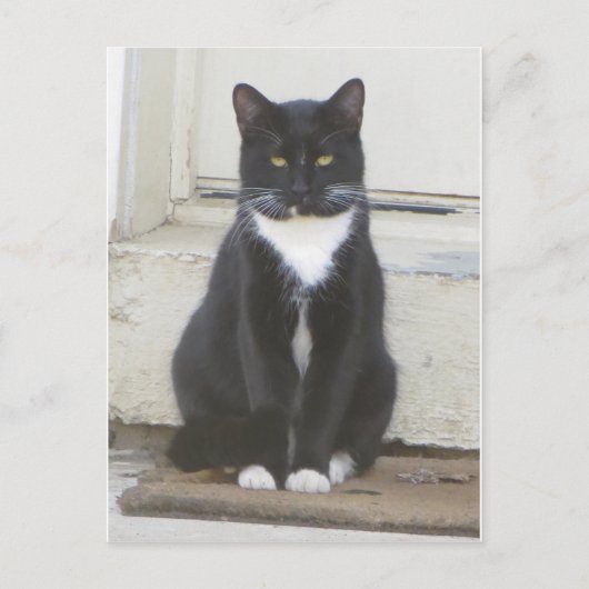 Carte Postale Tuxedo (Devant)