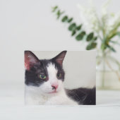 Carte Postale Tuxedo (Debout devant)