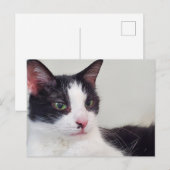 Carte Postale Tuxedo (Devant / Derrière)