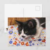 Carte Postale Tuxedo (Devant / Derrière)