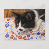 Carte Postale Tuxedo (Devant)