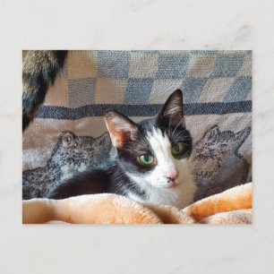 Carte Postale Tuxedo