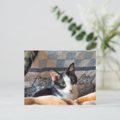 Carte Postale Tuxedo (Debout devant)