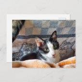 Carte Postale Tuxedo (Devant / Derrière)