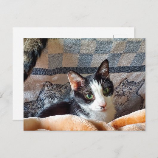 Carte Postale Tuxedo (Devant / Derrière)