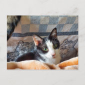 Carte Postale Tuxedo (Devant)