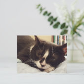Carte postale Tuxedo Cat (Debout devant)