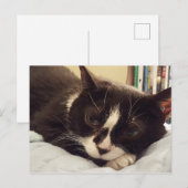 Carte postale Tuxedo Cat (Devant / Derrière)