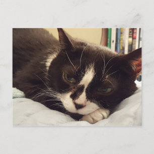 Carte postale Tuxedo Cat