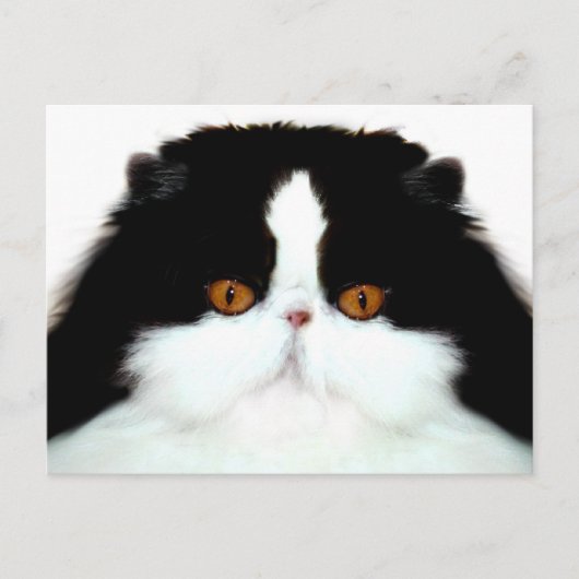 Carte Postale Tuxedo face de chat perse (Devant)