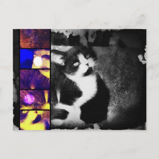 Carte postale Tuxedo Kitten Photo Art (Devant)