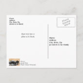 Carte Postale Tuxedo Kitten Tinsel et Lumières Message de Remerc (Dos)